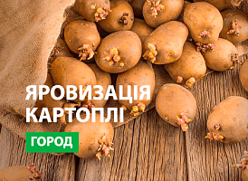 Яровизація картоплі - корисні статті про садівництво від Agro-Market