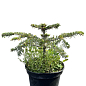 Пихта Нордмана 3-х летняя (Abies nordmanniana) высота 20-40 см купить