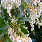 Ландишеве дерево "Halesia"