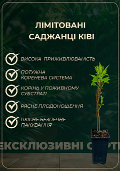 LMTD Аукуба японська "Krotonifoliia" (золоте дерево або плямистий лавр) висота 20-30см7