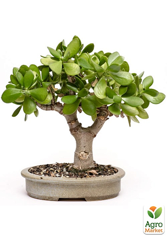 Бонсай "Crassula" 