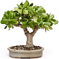 Бонсай "Crassula" 