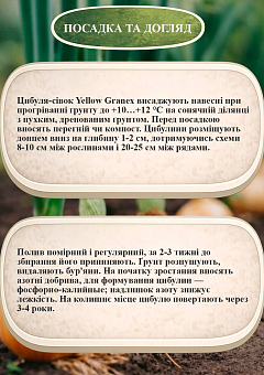 Ексклюзив! Голландська цибуля-сівок 0,5 кг (арбажейка) середньорання, жовта «Yellow Granex (Єллоу Гранекс)»10