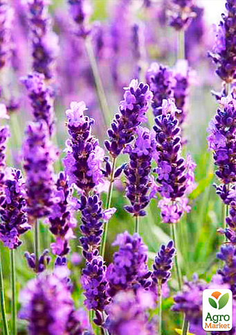 Ексклюзив! Лаванда насичено-яскравого фіолетового кольору "Матильда" (Matilda) (преміальний, вічнозелений, морозостійкий сорт) - фото 4