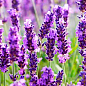 Ексклюзив! Лаванда насичено-яскравого фіолетового кольору "Матильда" (Matilda) (преміальний, вічнозелений, морозостійкий сорт)