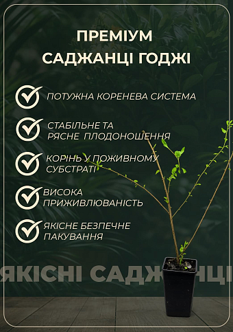 Годжи "Корнан биг" (перекрестное опыление, садить по 2 шт) - фото 2