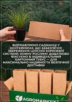 Осока власоподібна "Frosted Curls" вазон С2, висота 40-50см25