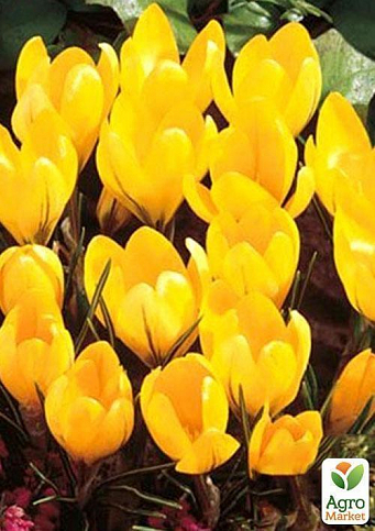 Крокус великоквітковий "Yellow" 5шт в упаковці - фото 3