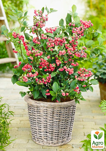 LMTD Голубика розовая "Pink Lemonade" (сортовая, укорененная) высота 50-70 - фото 2