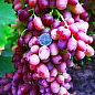Виноград "Геліос" (ранній термін дозрівання, не пошкоджується осами) цена