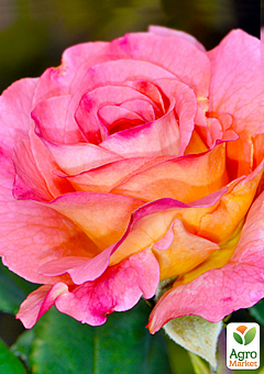 Эксклюзив! Роза английская розово-желтая "Подарок" (Present) (саженец класса АА+, премиальный высокорослый сорт)1