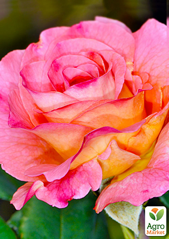 Ексклюзив! Троянда англійська рожево-жовта "Подарунок" (Present) (саджанець класу АА +, преміальний високорослий сорт)