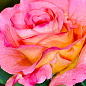 Эксклюзив! Роза английская розово-желтая "Подарок" (Present) (саженец класса АА+, премиальный высокорослый сорт)