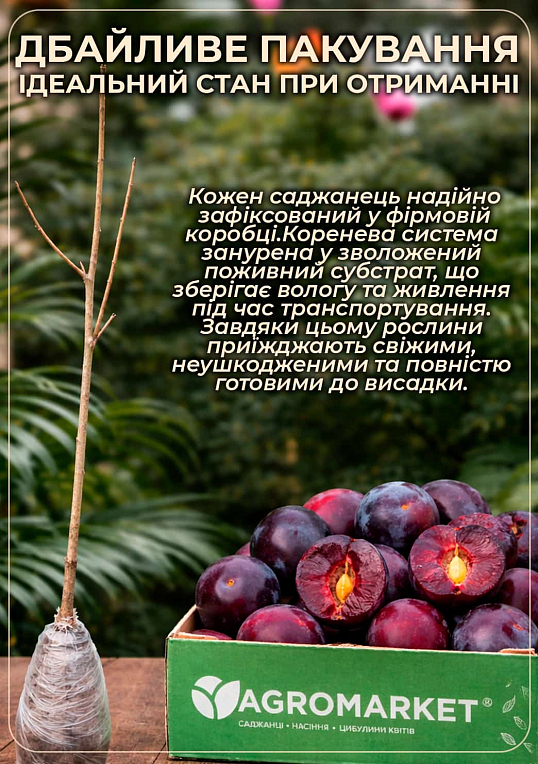 Сливово-вишневый гибрид "Мейнор" 1 саженец в упаковке - фото 5