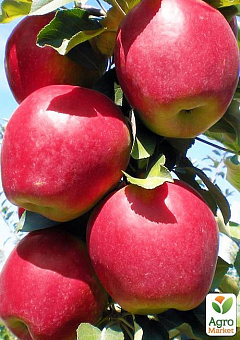 Яблуня "Моді" (зимовий сорт, пізній термін дозрівання)2