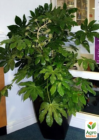 LMTD Фатсія японська "Fatsia Japonica" (висота 20-30см) - фото 6