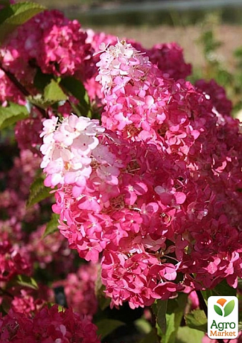 Гортензия метельчатая 2-х летняя "Fraise Melba" высота саженца 20-30см - фото 3