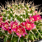 Кактус "Маммиллярия" (Mammillaria compressa) (Нидерланды)
