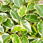 Фикус Бенджамина вариегатный "Саманта" (Ficus benjamina Samantha) вазон Р9 цена