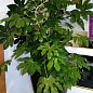 LMTD Фатсія японська "Fatsia Japonica" (висота 20-30см)