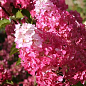 Гортензия метельчатая 2-х летняя "Fraise Melba" высота саженца 20-30см цена