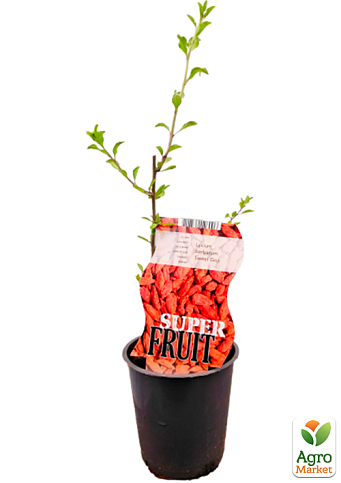 LMTD Годжи "Sweet Lifeberry" (сортовой, морозостойкий сорт)   - фото 3