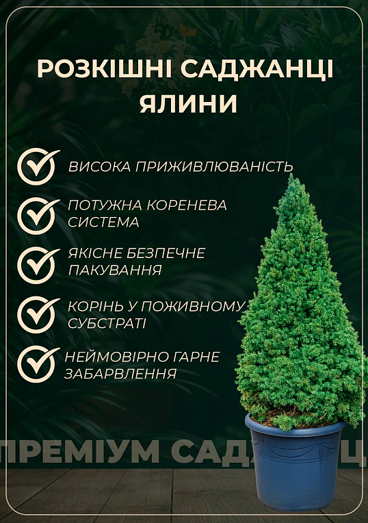 Ель обыкновенная "Acrocona" (ком/сетка) высота 100-120см