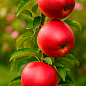 Яблоня колоновидная "Арбат" (осенний сорт) купить