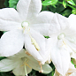 Кампанула квітуча "Isophylla Atlanta White" (Нідерланди)