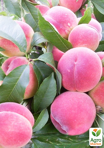 Персик "Харбінгер" (великоплідний сорт, ранній термін дозрівання) - фото 4