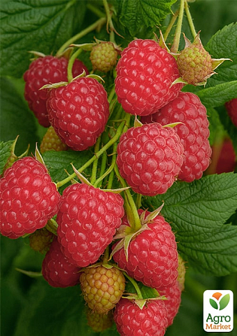 Малина "Кванза" (один из ведущих ремонтантных сортов, крупноплодная)