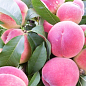 Персик "Харбінгер" (великоплідний сорт, ранній термін дозрівання)