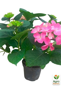Гортензия цветущая крупнолистная "Розита" (Hydrangea macrophylla Rosita) вазон С1,54