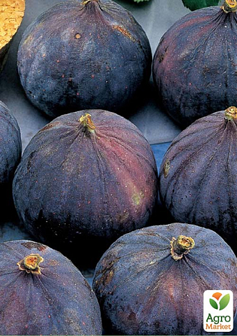 Інжир "Брожіотто Неро" саджанець 2 роки (ремонтантний, великоплідний сорт, середній термін дозрівання) - фото 4