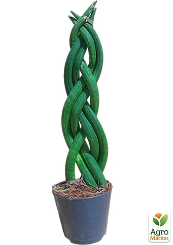 LMTD Сансевиерия КОСА "Сylindrica" высота растения 25-35см - фото 6