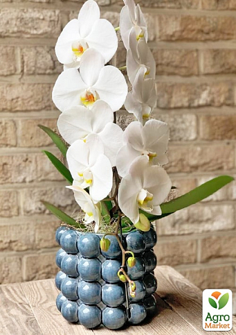 Орхидея (Phalaenopsis) "Cascad Formidablo" высота 35-45см - фото 2