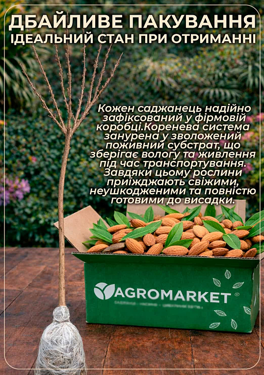 Мигдаль декоративний "Білий парус" на штамбі (вік від 2-х років, висота 150-190см) - фото 5
