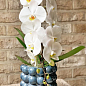 Орхидея (Phalaenopsis) "Cascad Formidablo" высота 35-45см купить