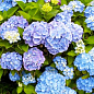 LMTD Гортензия крупнолистная цветущая 3-х летняя "Saxon Candy Heart Blue" (30-40см) купить
