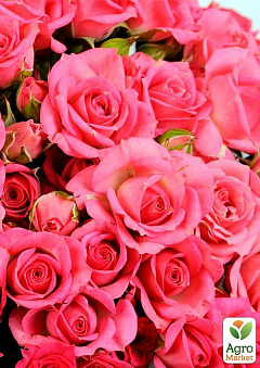Роза мелкоцветковая (спрей) "Рожева" (саджанець класу АА +) вищий сорт2