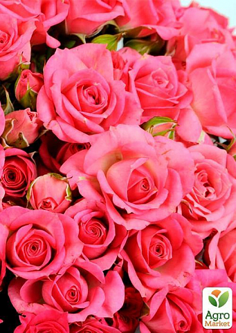 Роза мелкоцветковая (спрей) "Розовая" (саженец класса АА+) высший сорт