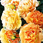 Роза английская "Экскалибур" (саженец класса АА+) высший сорт