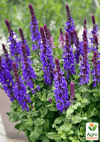 Шалфей Дубравный "Blue Bouquetta" С2