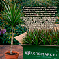 Драцена "Marginata" цена