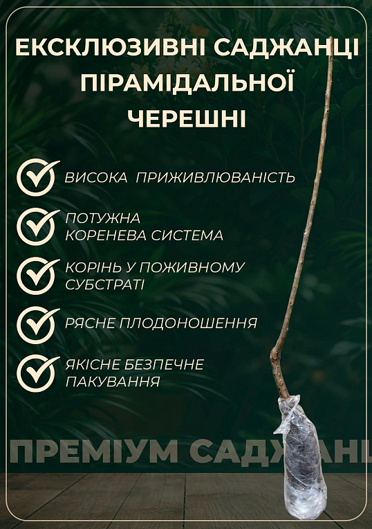 Черешня пирамидальная крупноплодная - фото 2