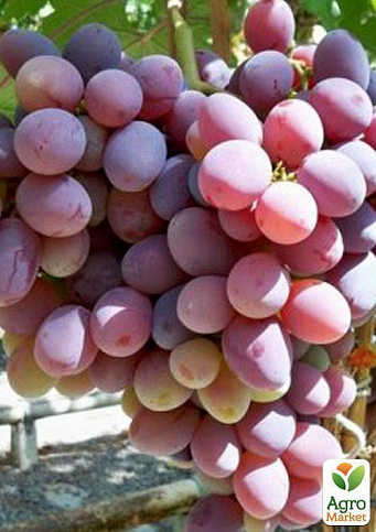 Виноград "Атаман" - фото 2