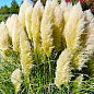 Кортадерія Пампасна трава 2х літня "Selloana" (висота саджанця 60-100см) цена
