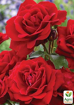 Троянда в контейнері поліантова "Avenue Red" (саджанець класу АА+)1