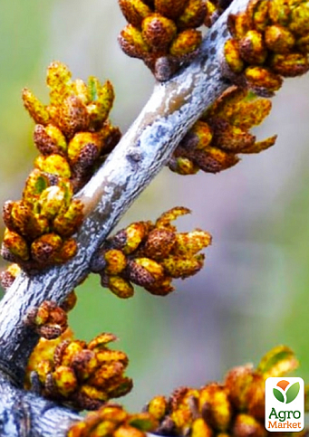 Облепиха "Медовая" (мальчик-опылитель) (средний срок созревания) NEW