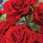 Троянда в контейнері поліантова "Avenue Red" (саджанець класу АА+)